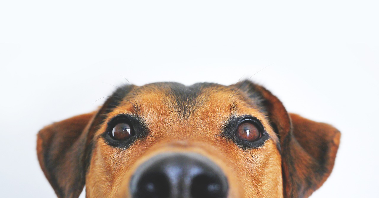 O que pode ser focinho quente em cães? Causas e cuidados essenciais